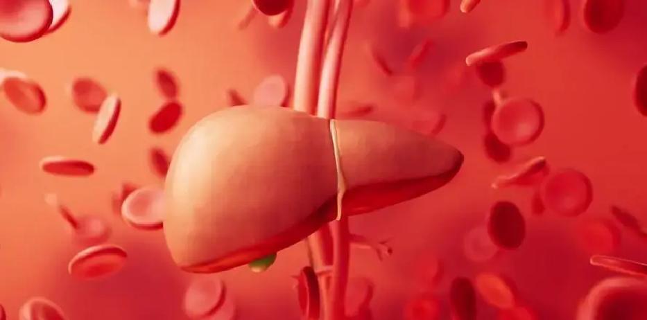 2023年全球权威研究重磅揭秘：男人一刀切戒酒，身体竟迎来6大逆转式蜕变，肝脏负