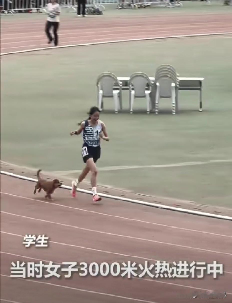 “这只小狗上人民日报了！”内蒙古，一女生在冲刺3000米的时候，一只小狗突然就跟