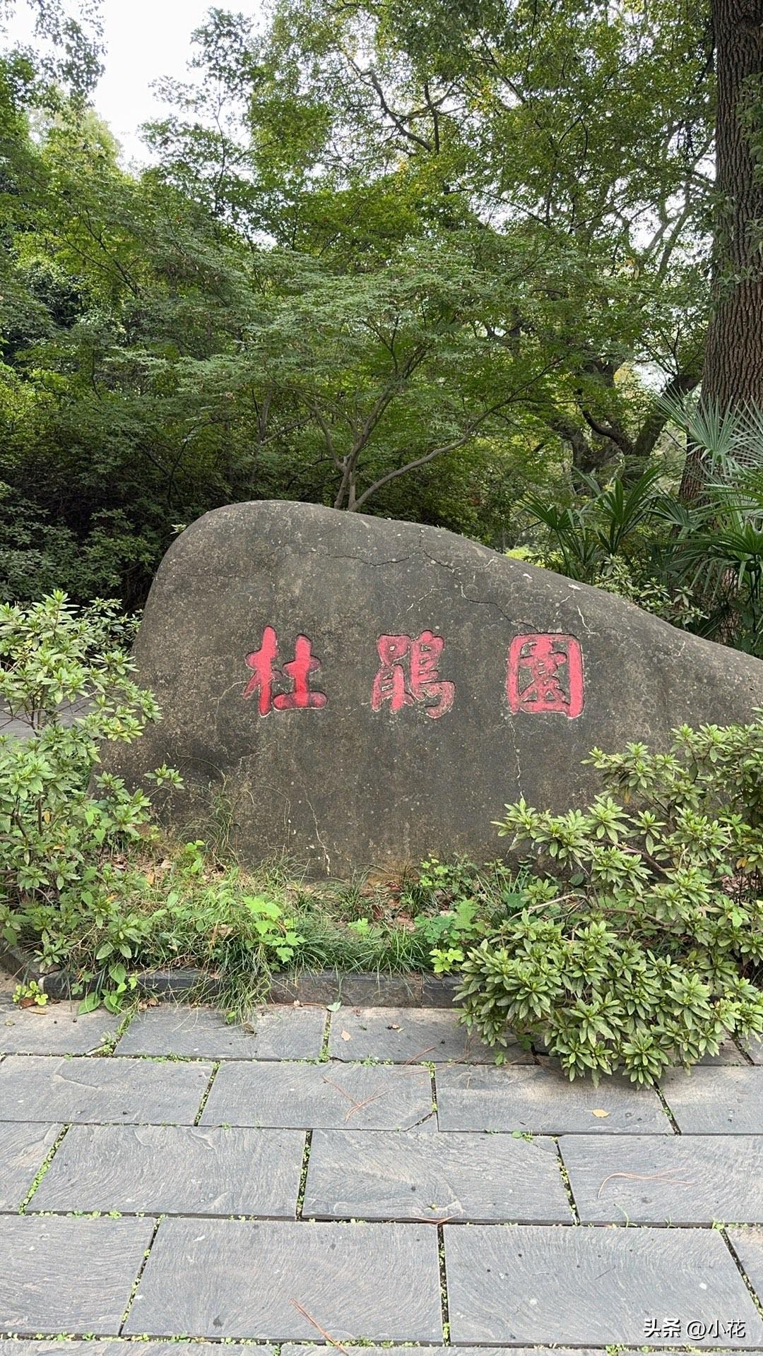 今天，我头一回牵着小狗去武汉东湖杜鹃园游玩。这园子着实广袤，我逛了大半天，竟连一