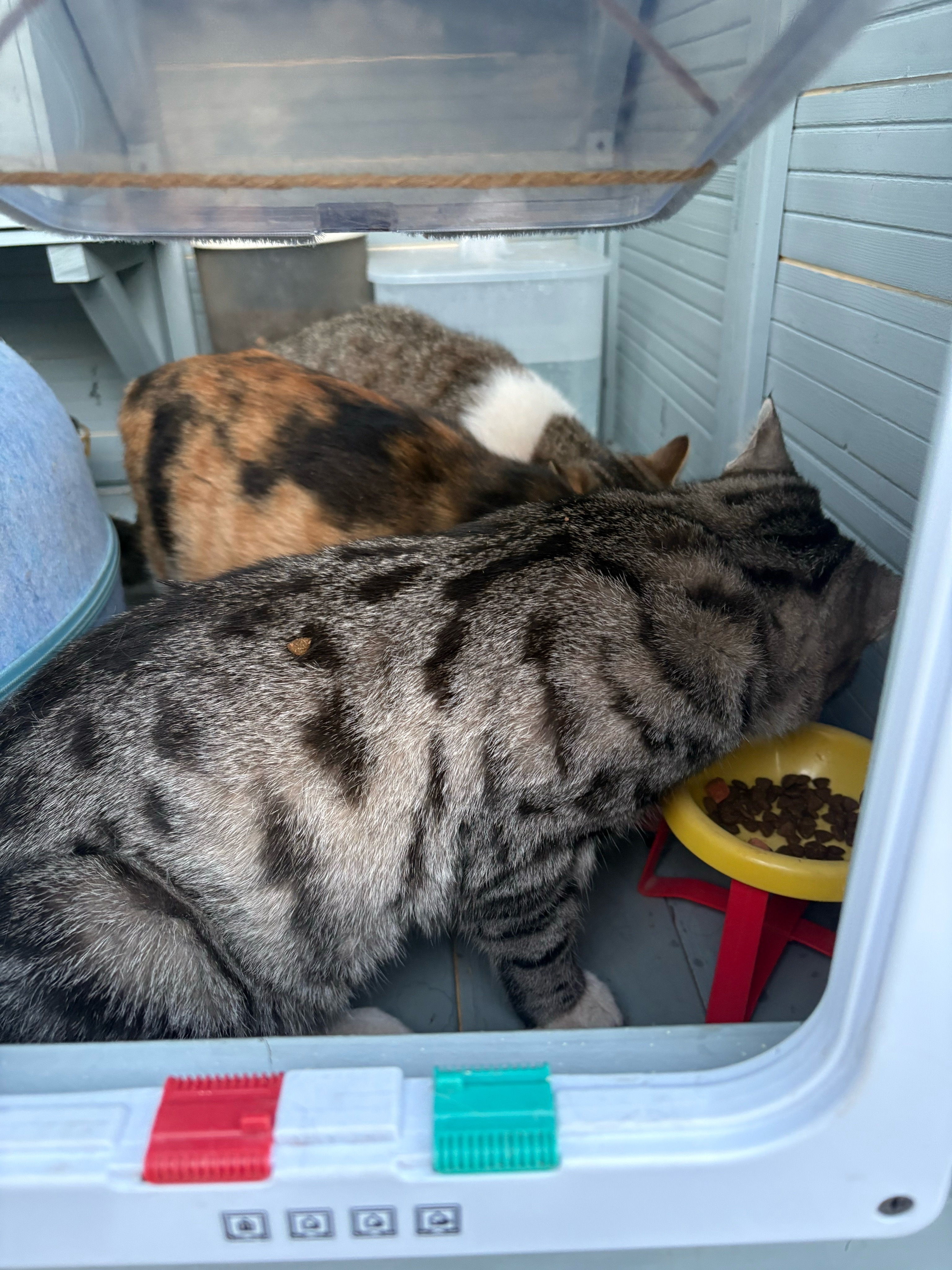 我的花园我的猫 吃饭的是点点、招财、浅浅，画的是墨墨、虎妞和皮蛋。下次画二月蓝和