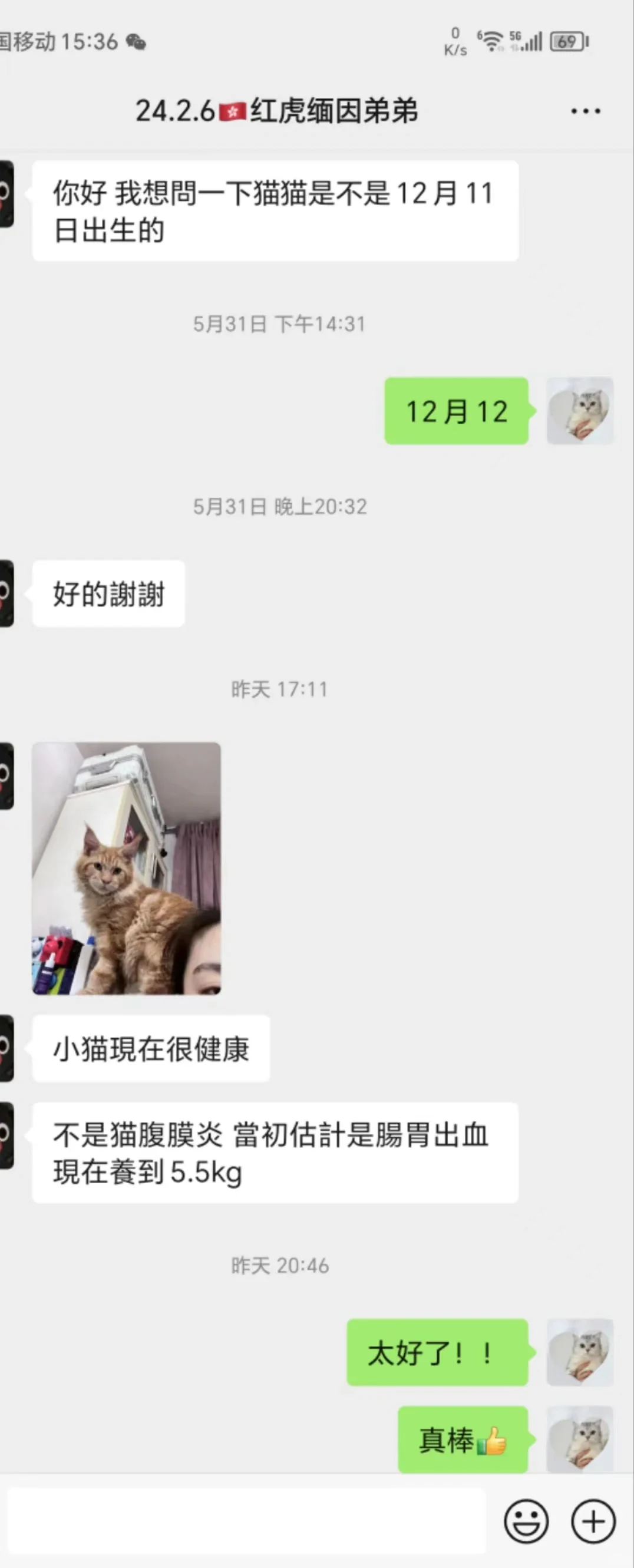 🇭🇰貓貓家長返圖💛經歷了艱難時刻的貓貓