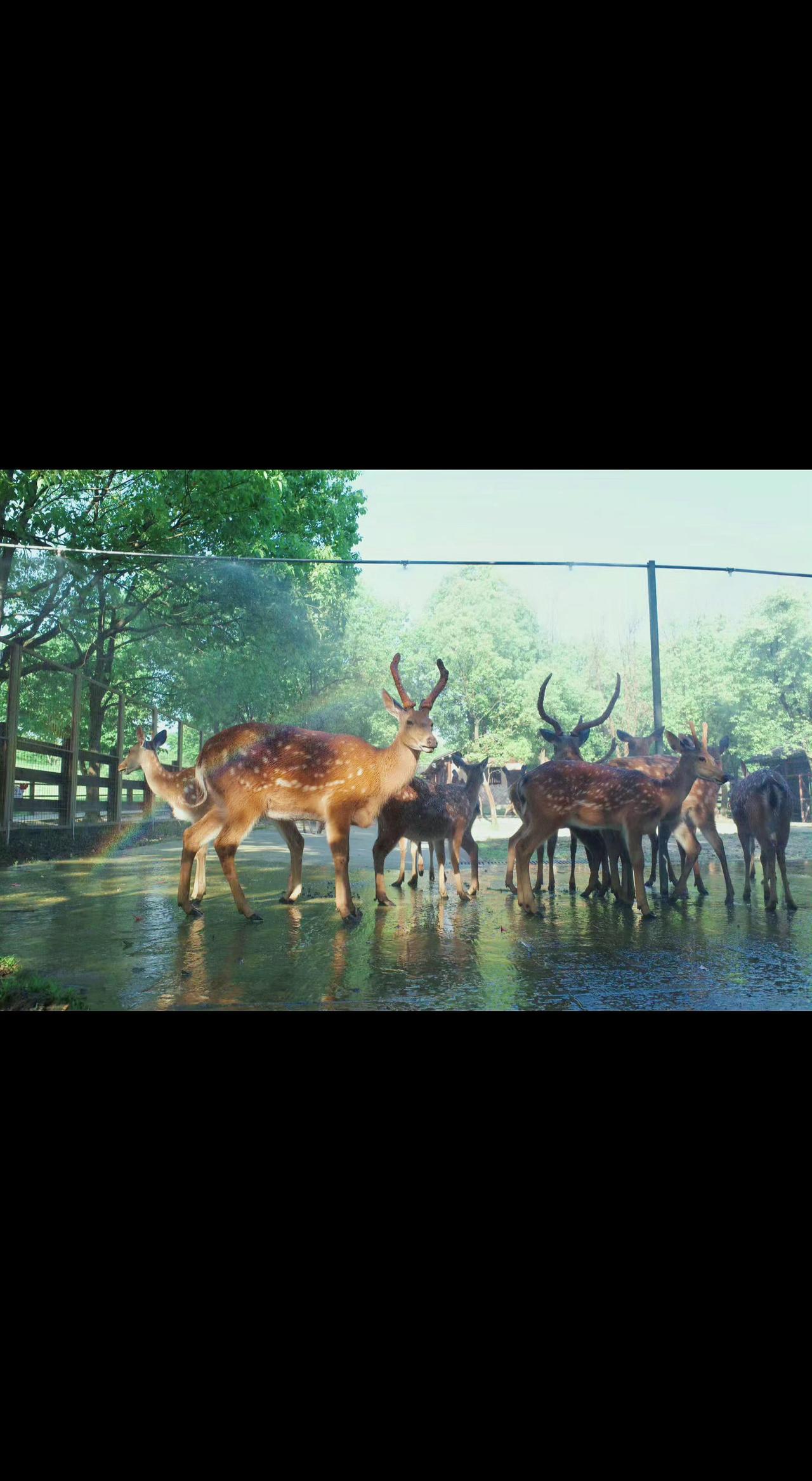 🦌光斑在鹿角跳跃，水珠串成项链💧 是林间精灵打翻了阳光调色盘？