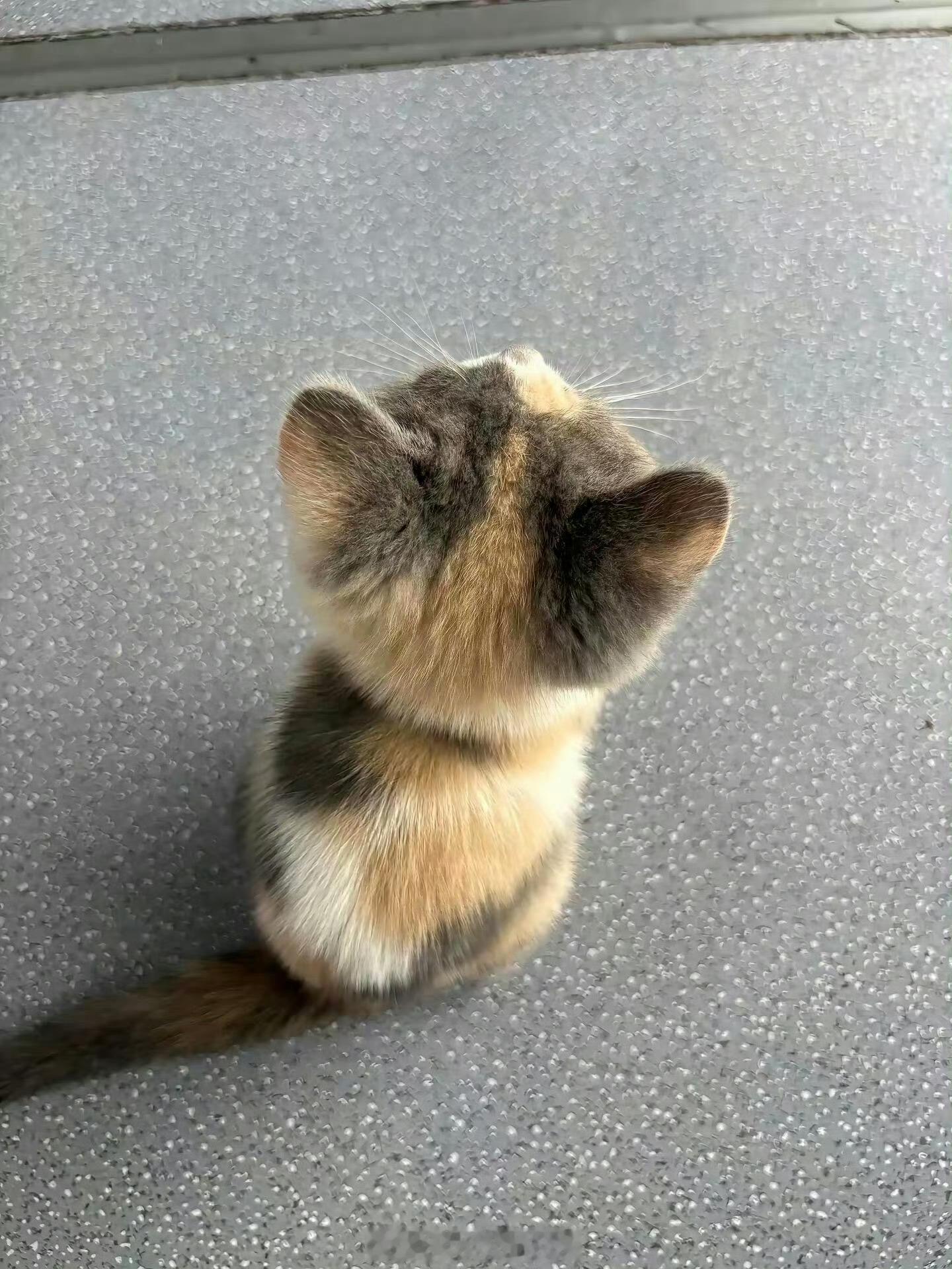 左手一只猫右手一只鼠 