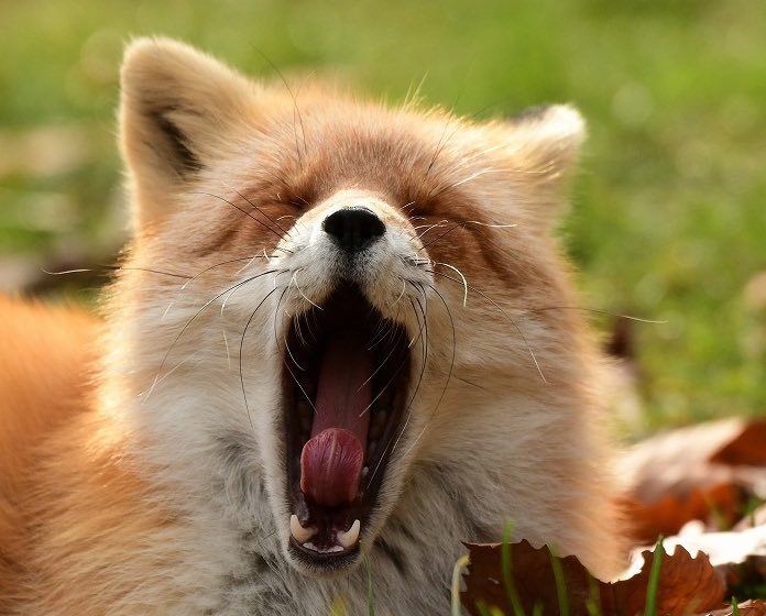 狐狸 狐狸 赤狐 狐狐困了打哈欠©️Foxssil_1005 