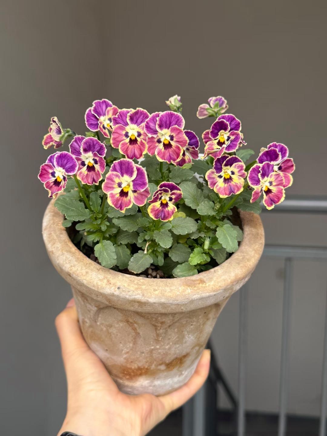 农村为啥少有植物人？一场重病，戳中了千万农村家庭的痛处
 
终于明白为什么农村没