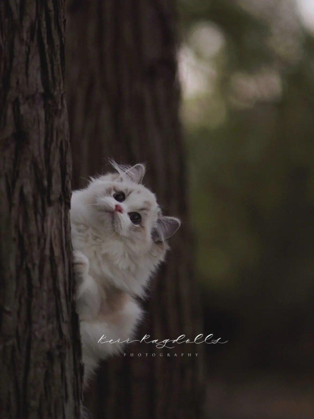 KERR猫舍｜猫猫上树啦🌲
