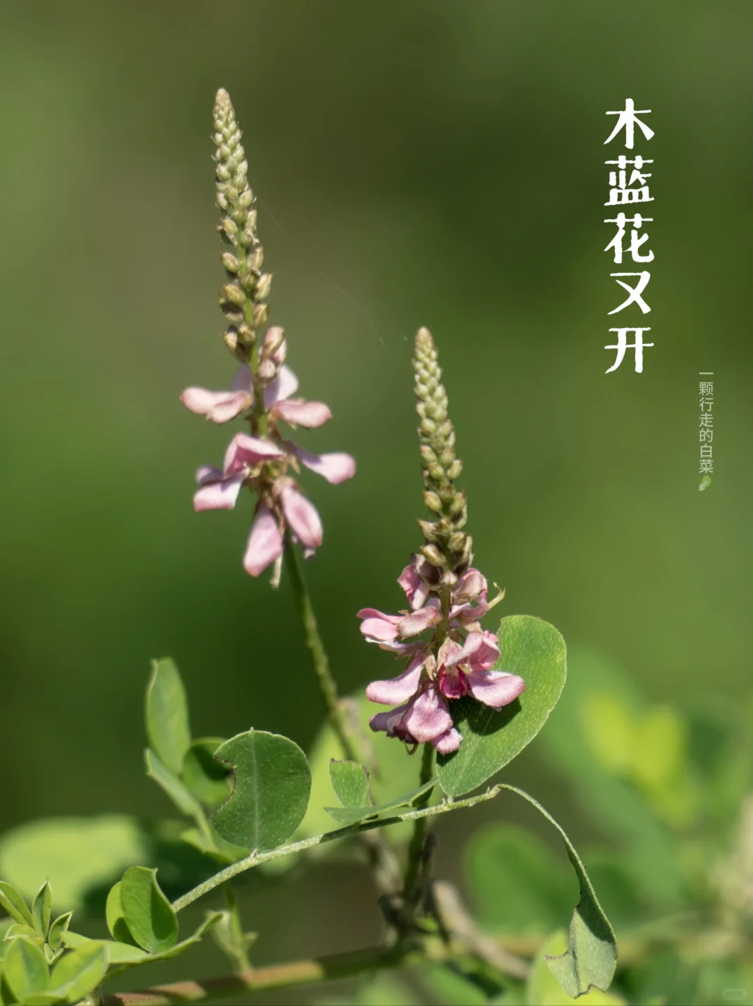 深自然 | 一树一树的木蓝花开