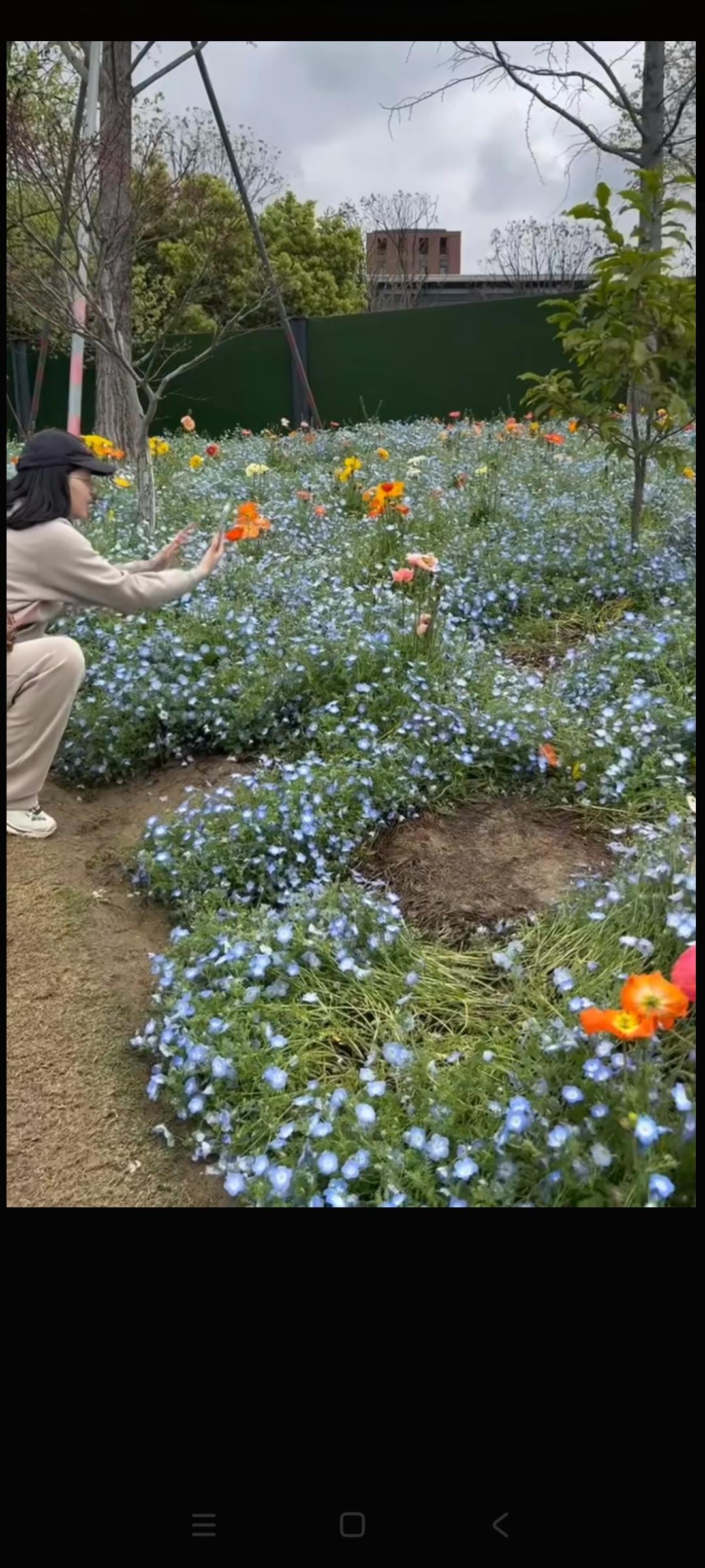 浙大紫金港大讲堂前这片花境，温柔浪漫仙气十足。蓝色粉蝶花组成一汪轻柔的湖水，几簇