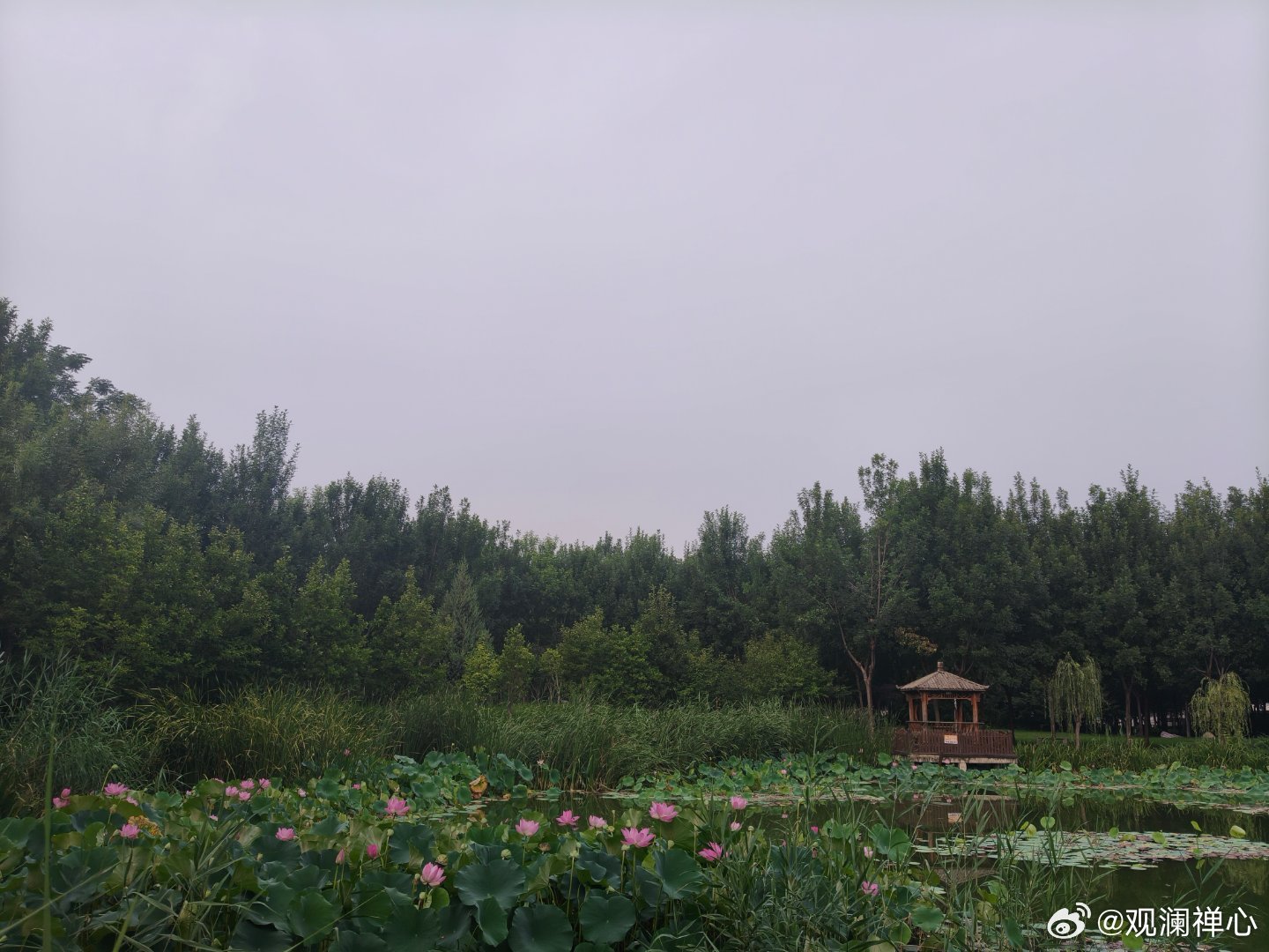 《盛夏.松阳河公园一隅》林密暑不入，此处得清幽。晨昏两报到，闲人作散修。 