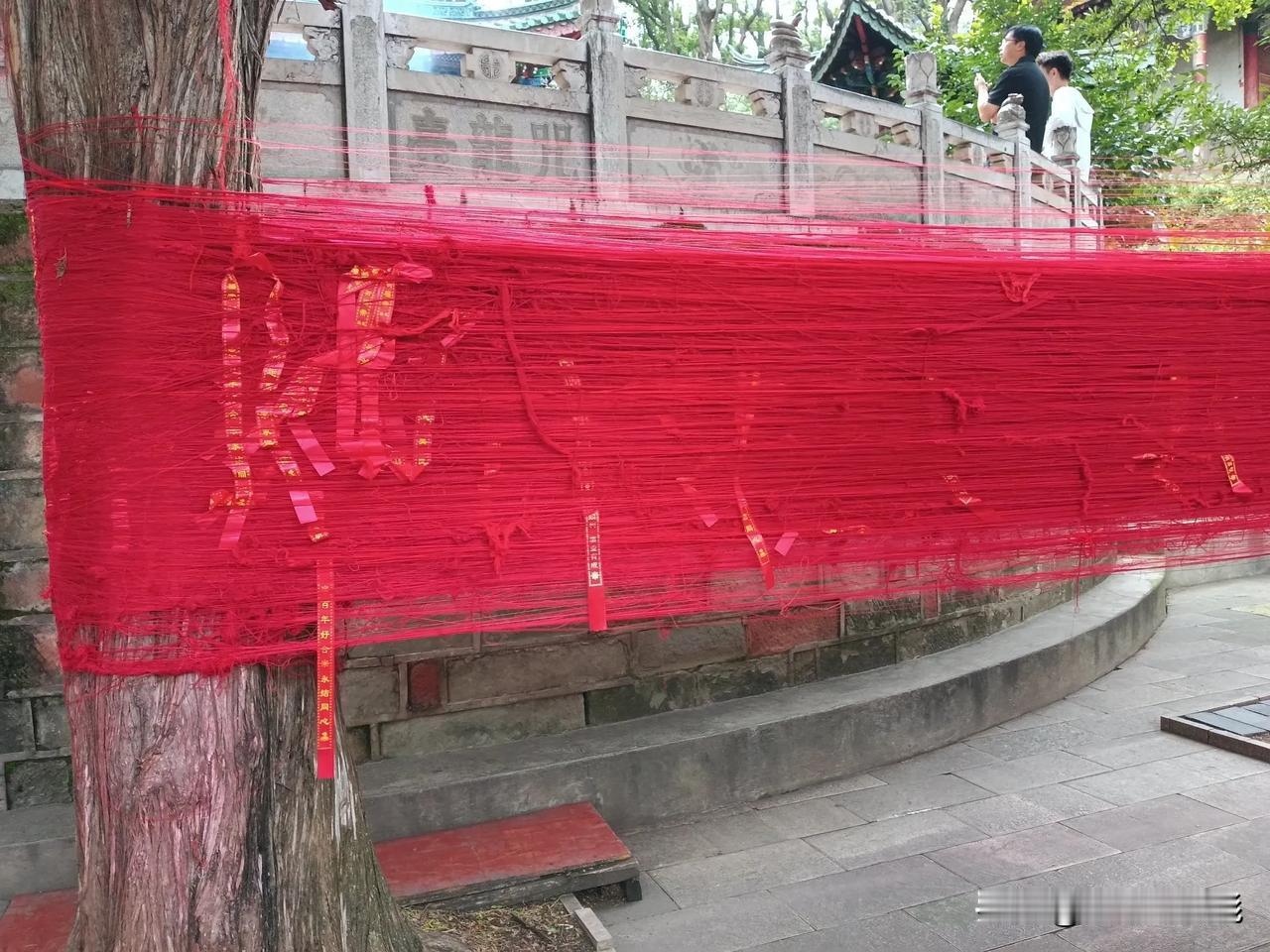 我帮你们解掉几根，我得不到，你们也别想[看]