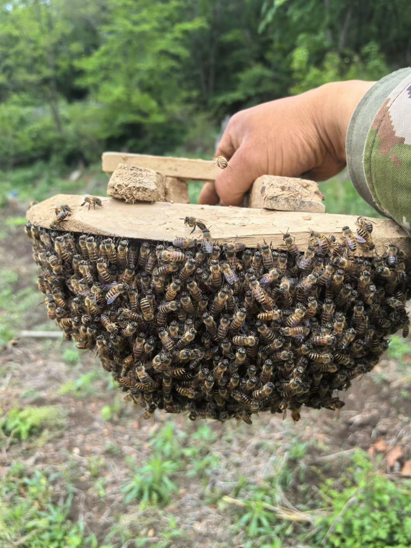 分蜂！请关注！ 