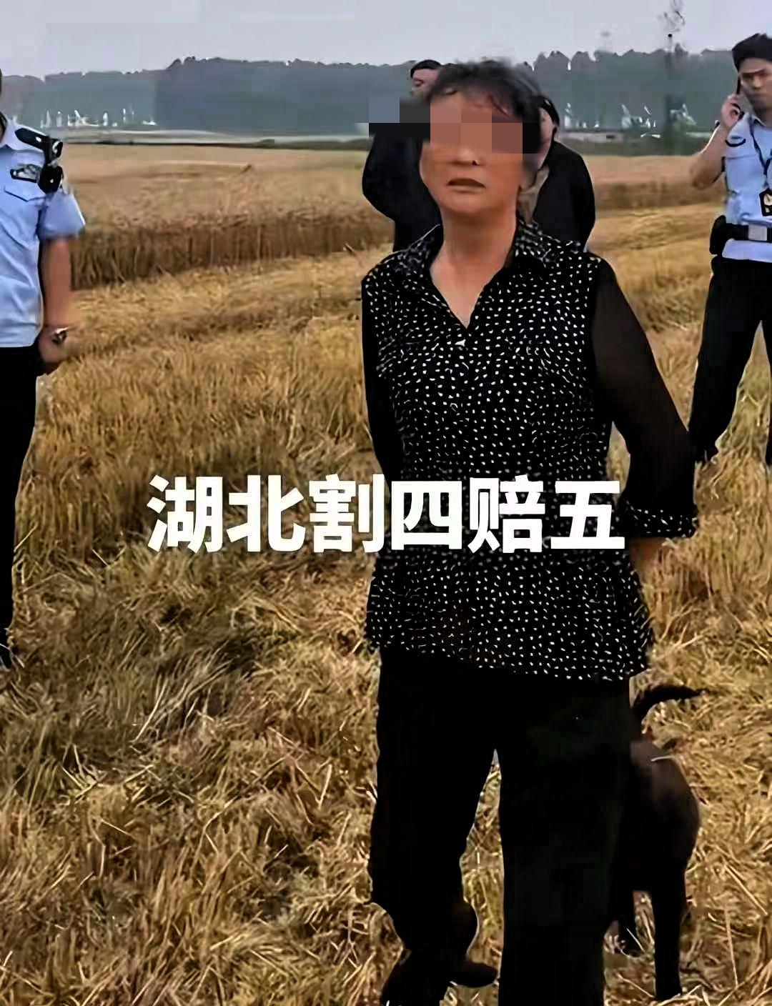 割四赔五，之前没听过吧，这本来就是一个荒唐的闹剧。

这位农户家里实际有四亩麦地