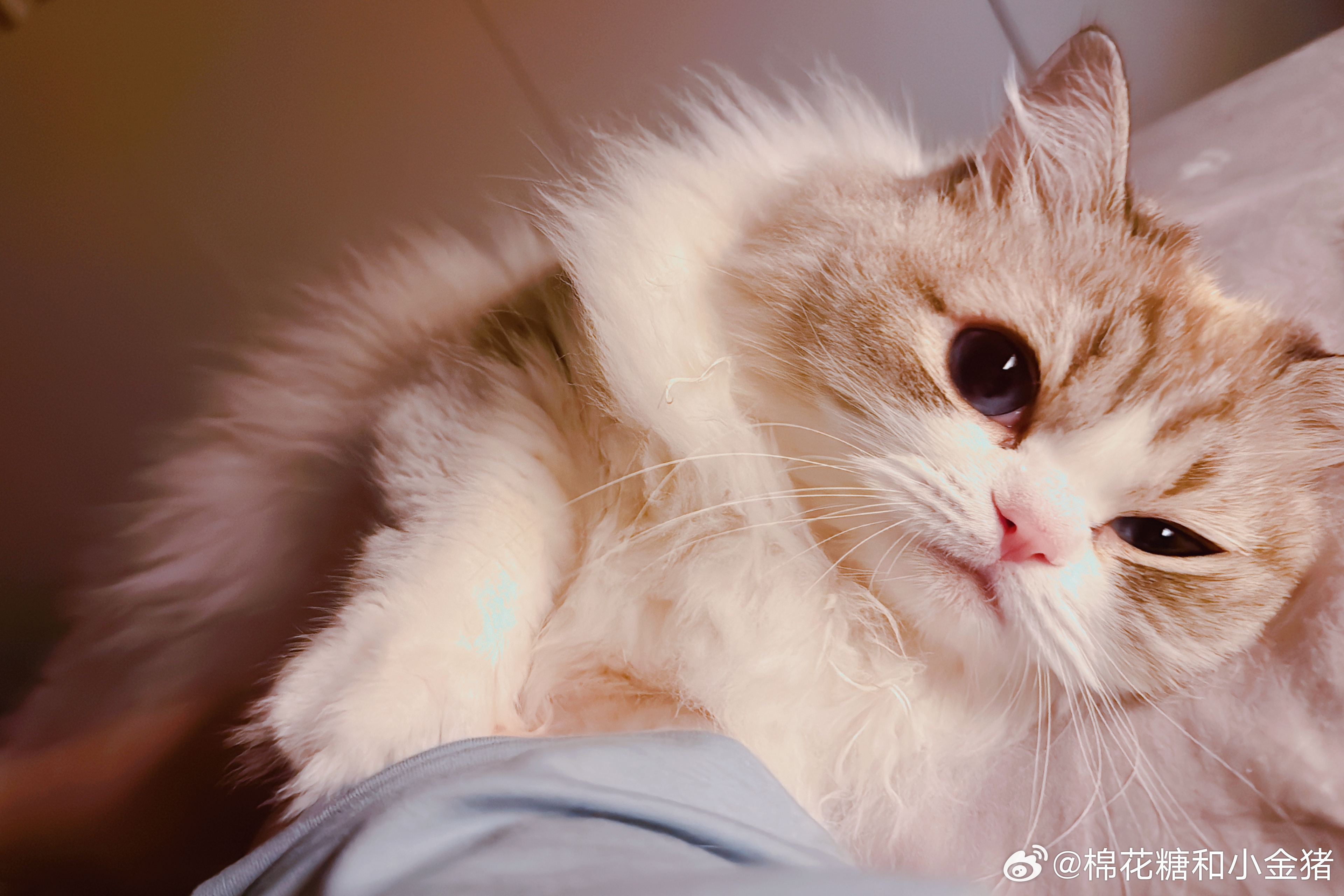 这兔子哪来的？ 