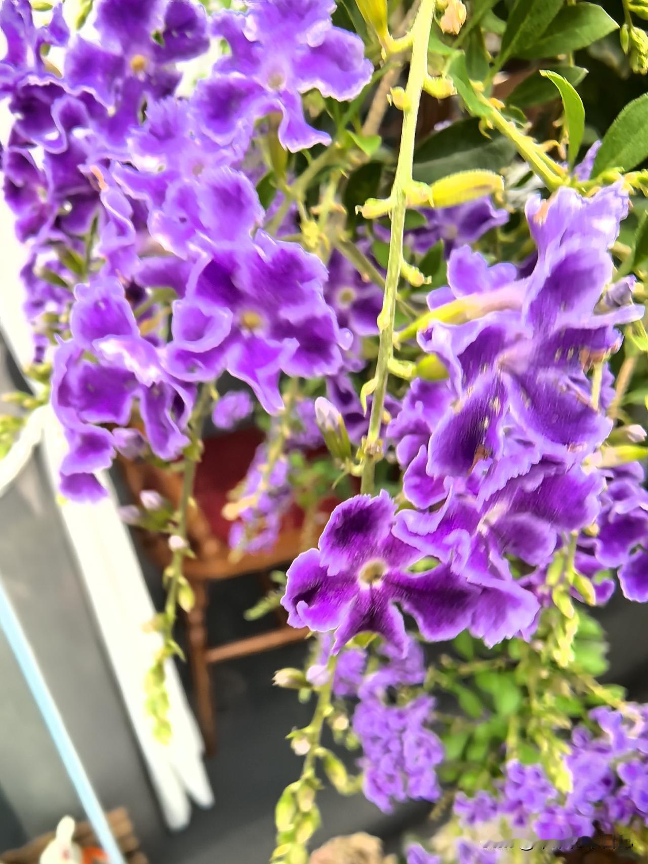 蕾丝金露花
串串如风铃
随风娉婷舞
赏之喜满盈

晒晒你相册里花开的图片儿吧