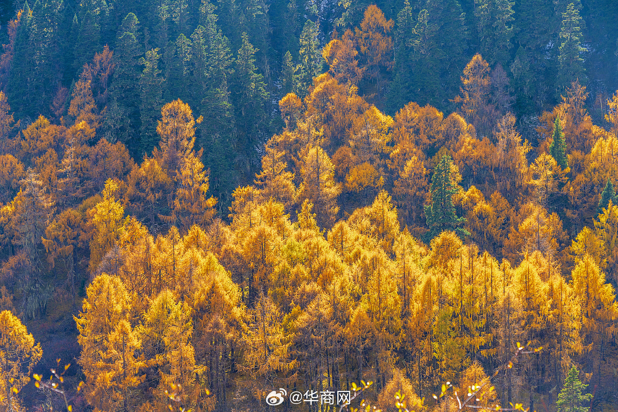 #三秦暮鼓# 【#四川彩林仿佛打翻了调色盘#】四川阿坝州彩林迎来最佳观赏期，在阳