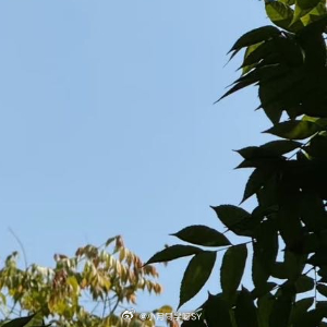 人生感悟 🌲꜀(^. .^꜀  )꜆੭不是每天都开心但每天有每天的开心浪漫的年