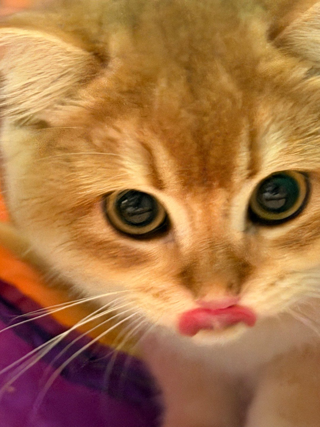 对了！周末去朋友家看小猫了