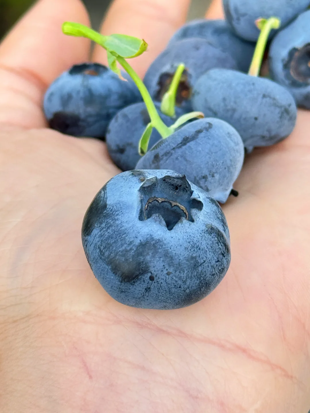 到了吃蓝莓的季节就不要吝啬，大颗的炫起来！