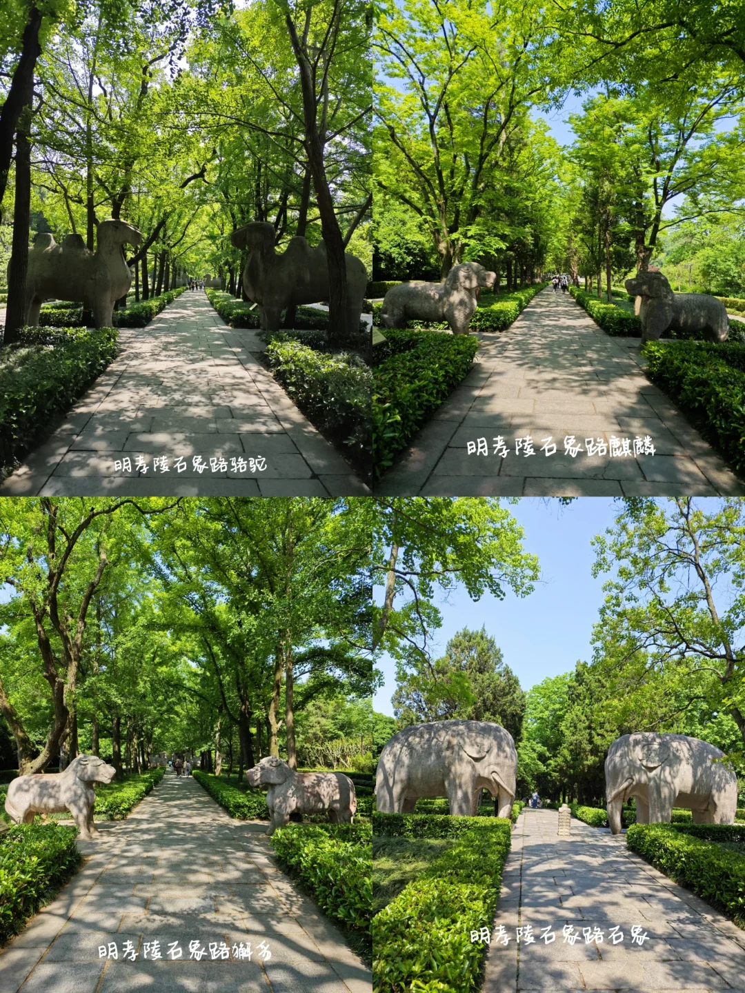 【南京访古】初夏的明孝陵石象路你觉得美吗