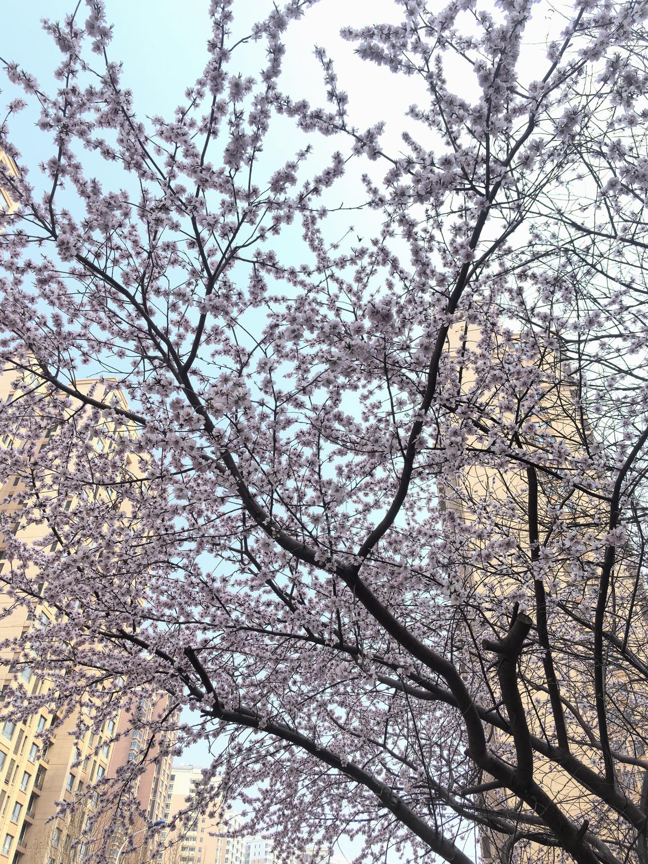 春的味道，

换一张你手机里的春天照片吧！