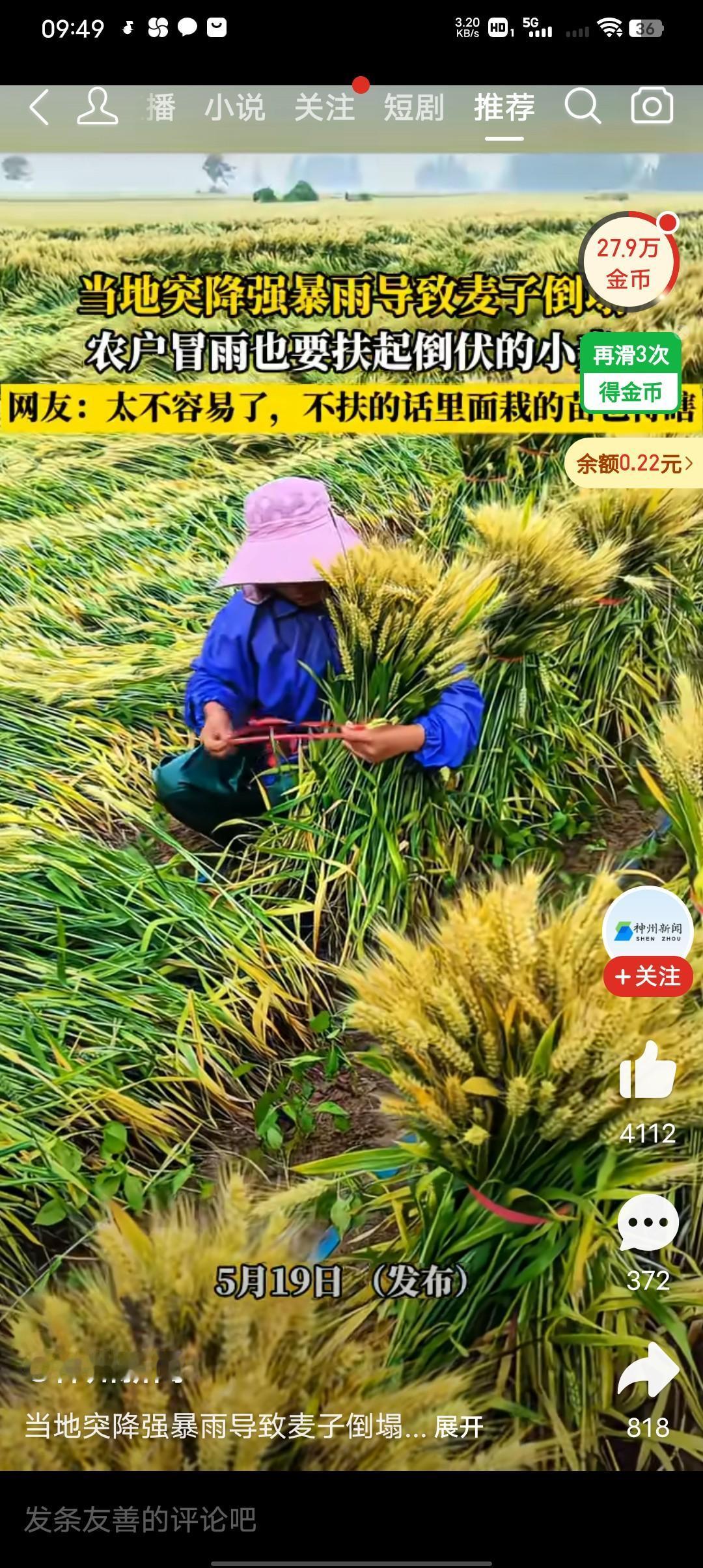 一场狂风暴雨把地里的麦子都给刮倒了，农民的收入都是靠天吃饭，无论是小麦还是玉米，