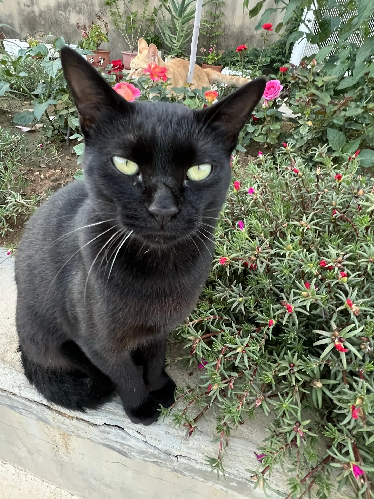🐈‍⬛hello～人类