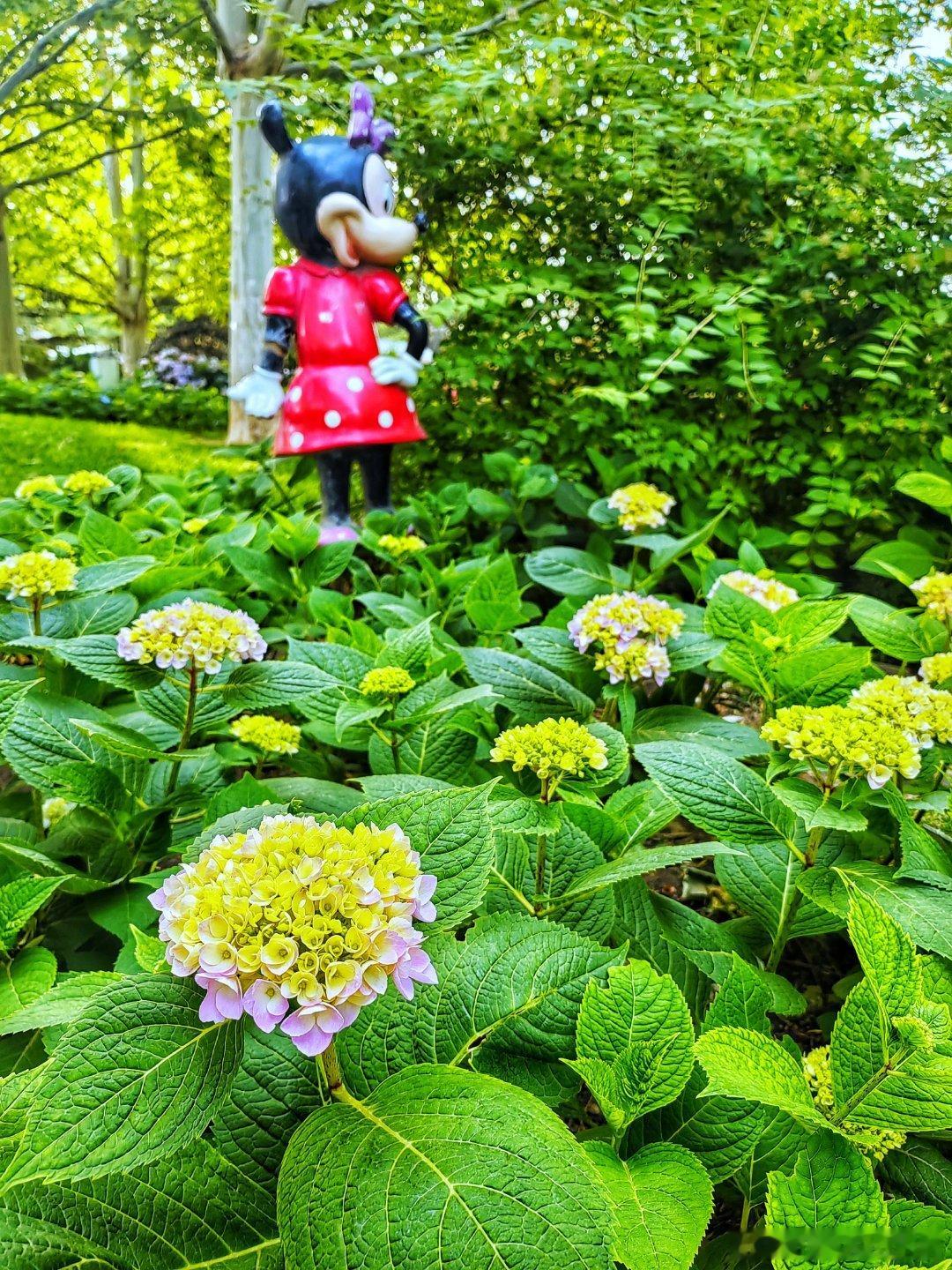 北京世界花卉大观园绣球摄影​​​