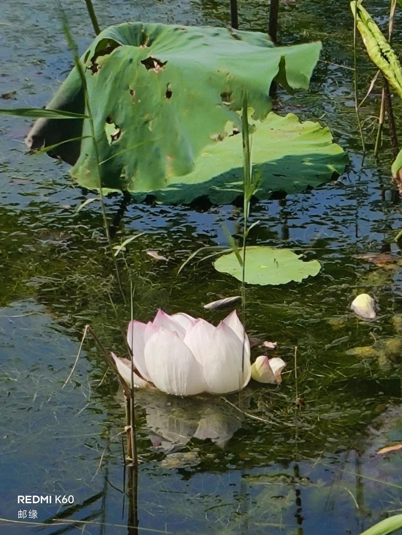 济南华山湖的荷花盛开啦，那场面简直绝了！夏日里，漫步湖边，满眼都是粉粉嫩嫩的荷花