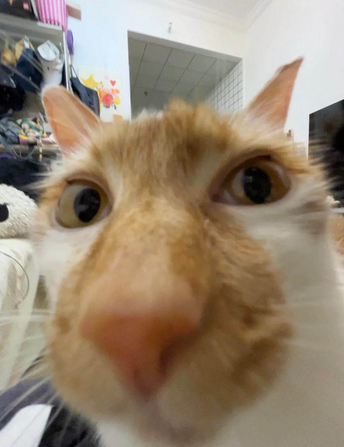 看多了互联网靓猫美猫，有没有怪猫丑猫来点： ​​​