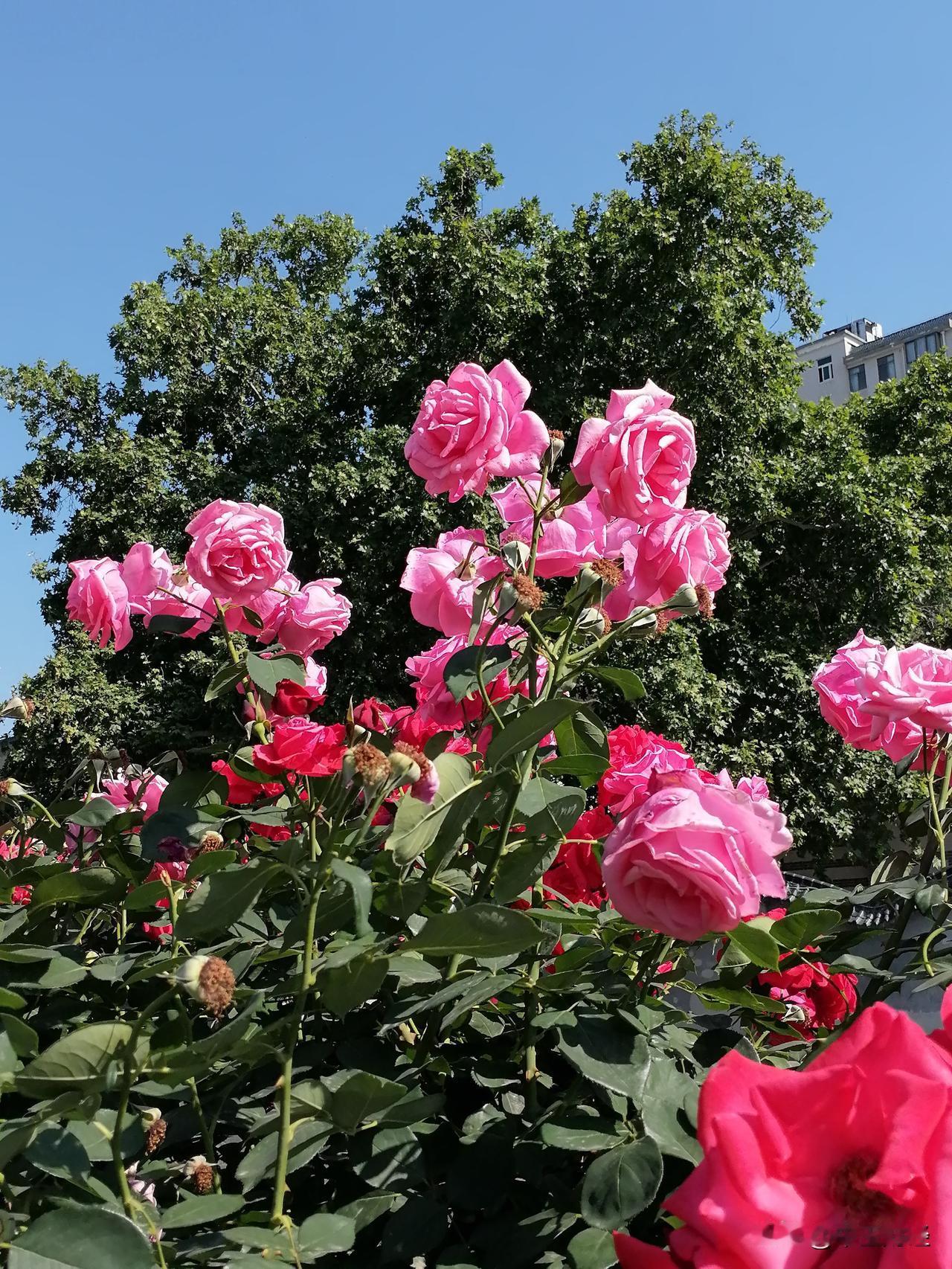 月季花不仅美丽，而且花期非常长，从春天开始，可以覆盖整个夏天！