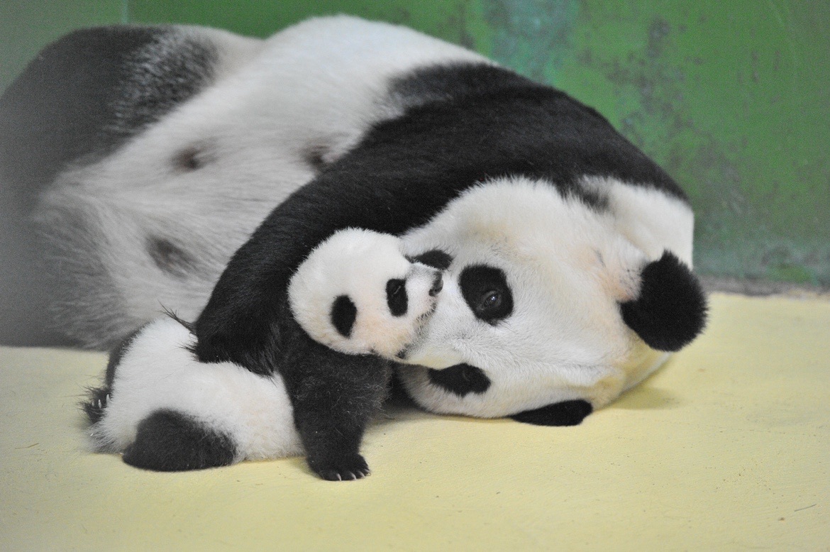 #大熊猫三胞胎出道city不city#激动的心颤动的手，咱们就是说拒绝不了一点大