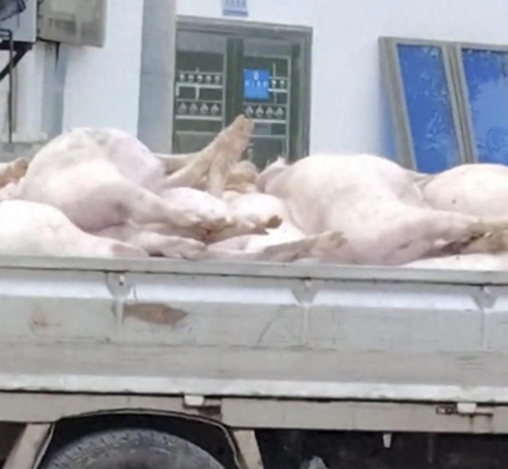 看完这起事件真的是让人脊背发凉啊！
在广东一肉联公司门口堆满了大量的死猪，而且是