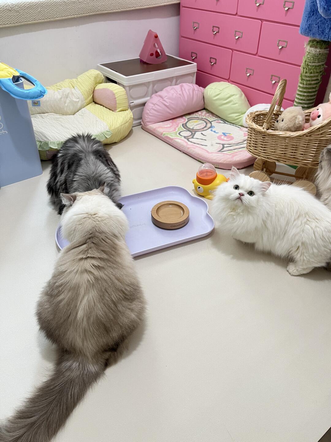 参见猫猫大王