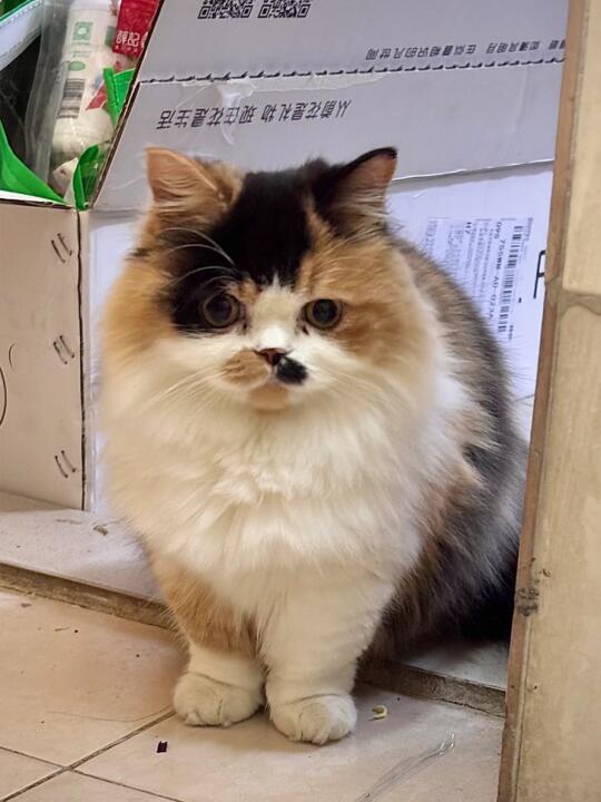 猫猫我不同意麻麻开学📦