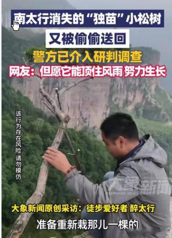 南太行失窃网红松树被偷偷还回来了南太行失窃网红松树被偷偷还回来了 在河南省惠县太