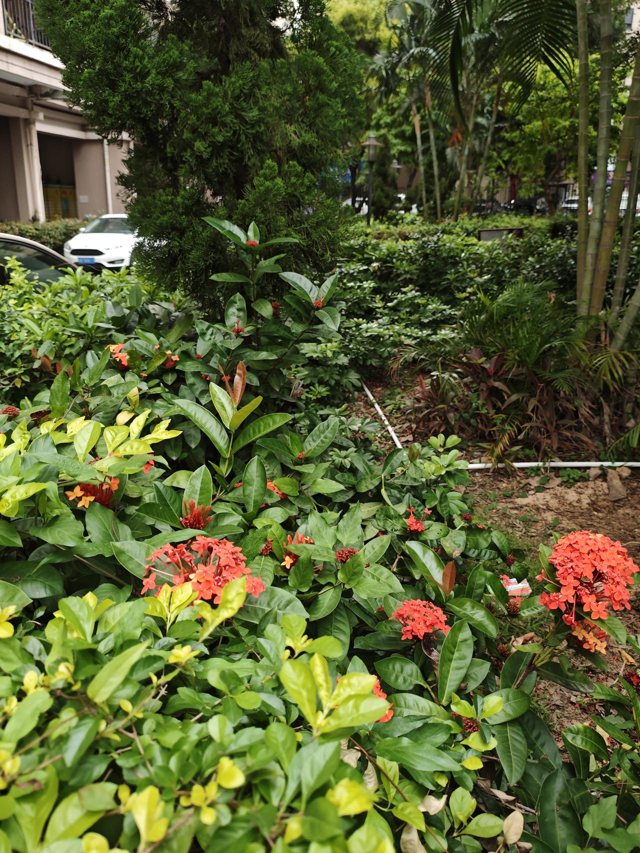 发一张你相册最近拍的花昨天去小区公园看到龙船花开了，黄色的花儿太美了
