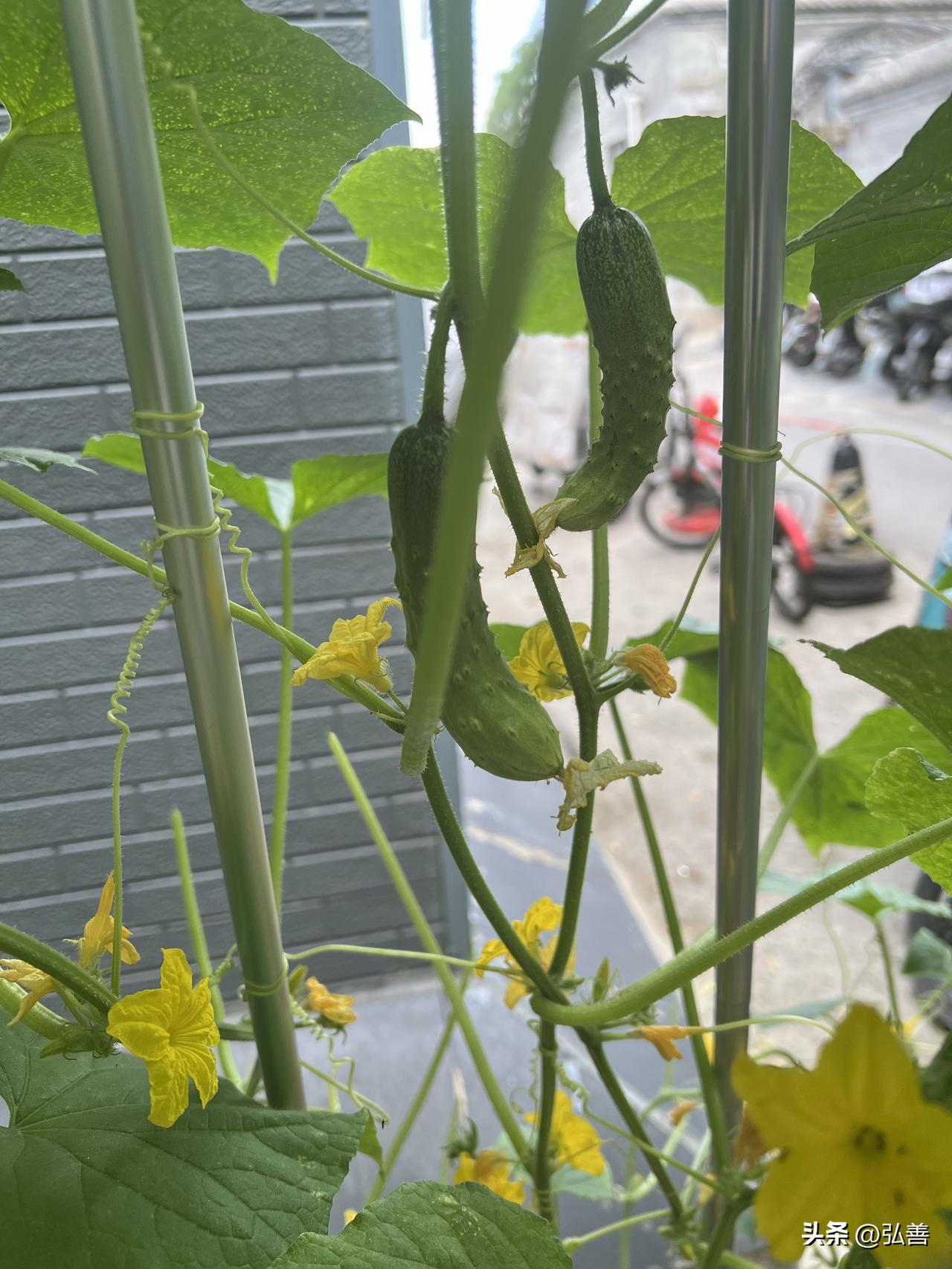 今日阴天，社区里花草却肆意绽放，丝毫不被天气影响。看着它们，我就联想到人生。生活