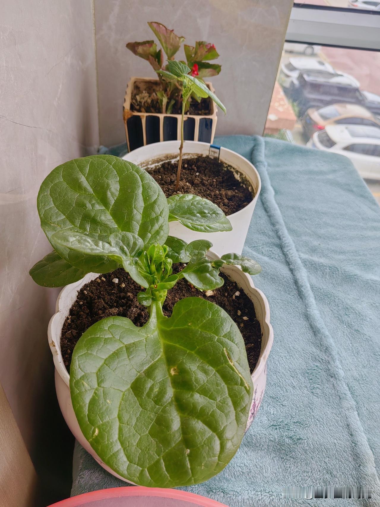 养花人爱上了种菜，秋种开始。

种了2棵木耳菜，1棵豆角，2棵芹菜。

又当花养