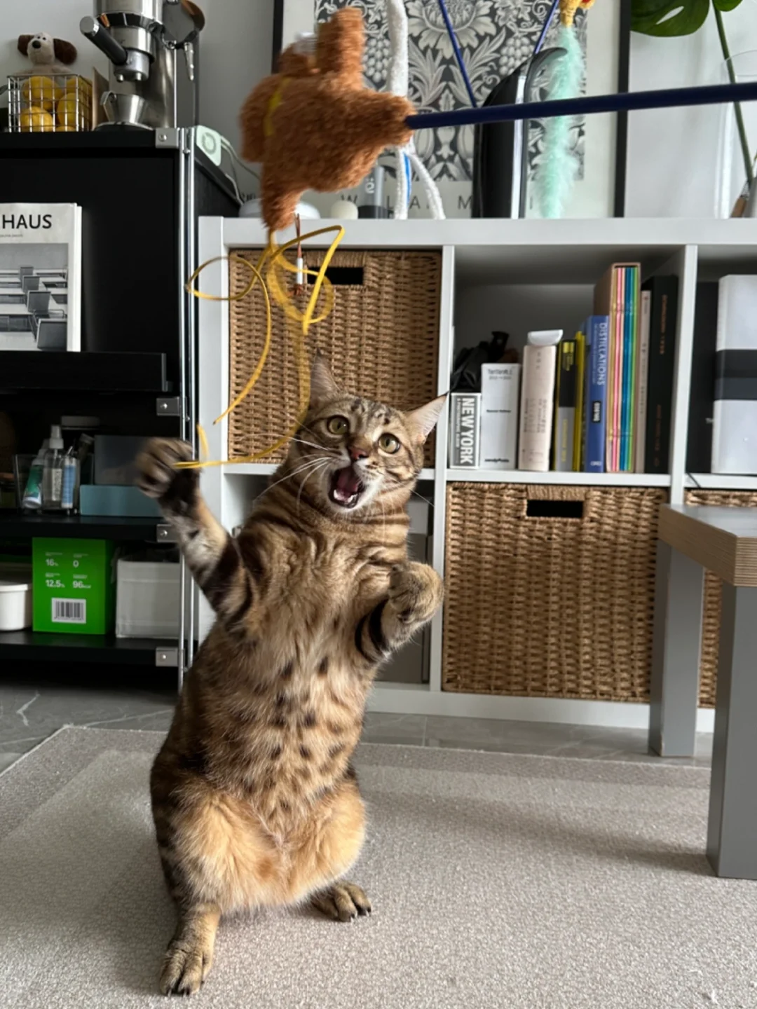 我家猫和这跳舞熊逗猫棒一起起来跳舞了💃