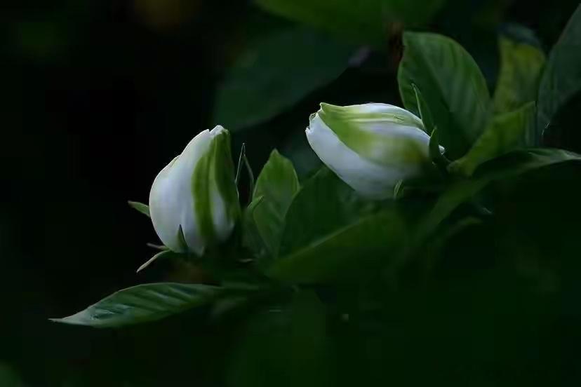栀子花开的季节！ 
