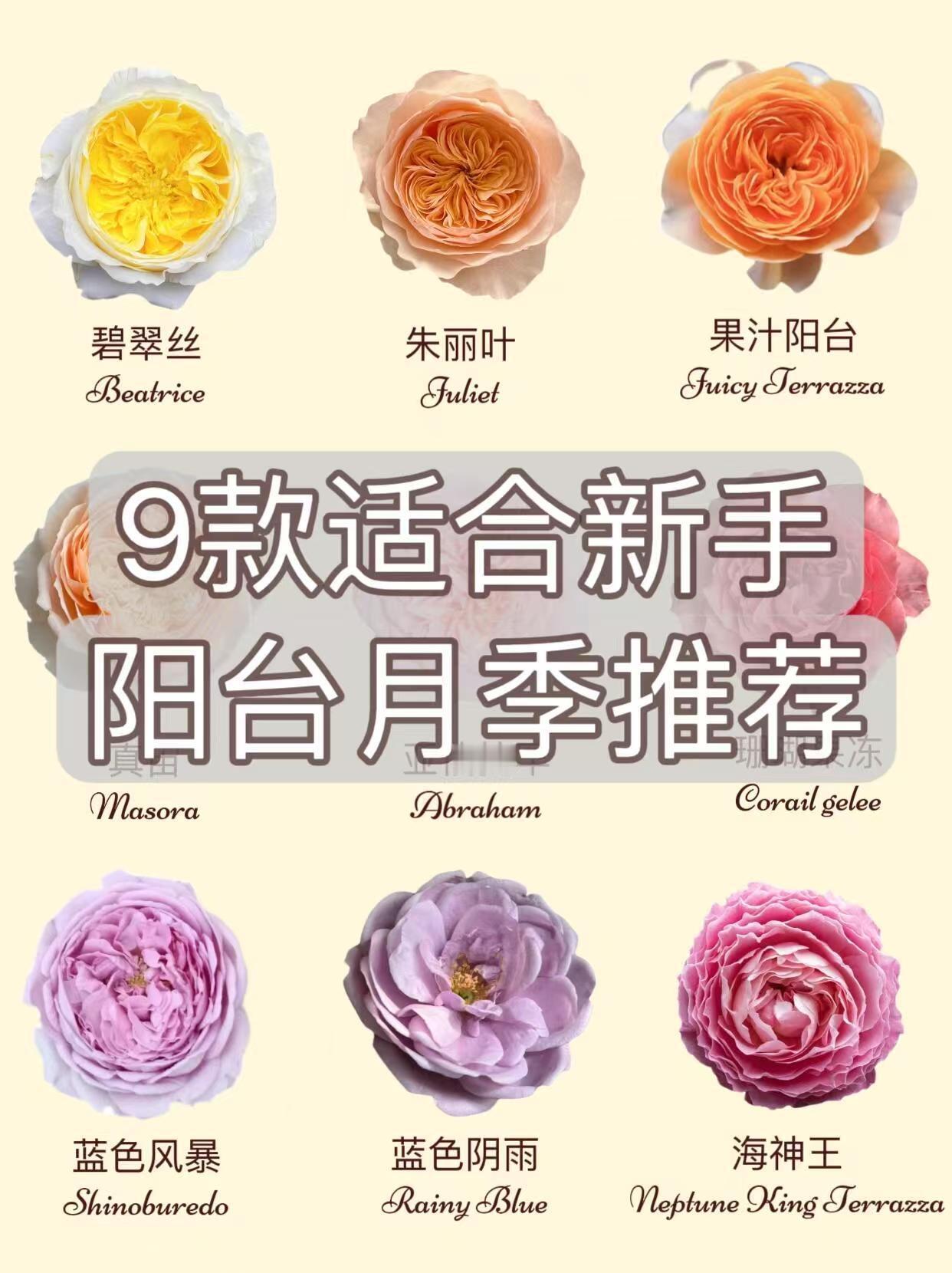 适合新手养的月季花❤️合新手的月季无非考虑两点：[玫瑰R]勤花性，💊抗病性。从