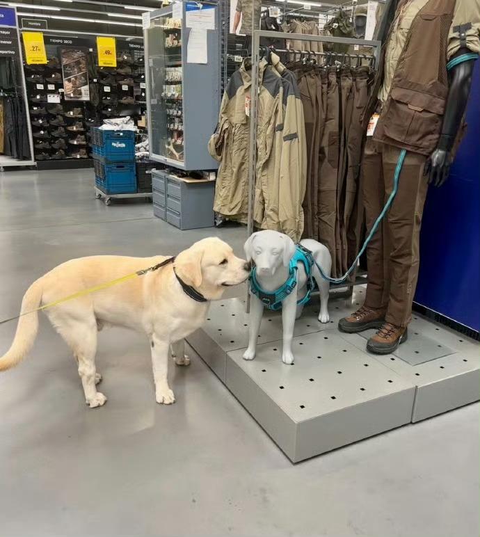 狗狗有什么错它只是想多交几个朋友小狗视力不详但爱社交爆笑段子研究所