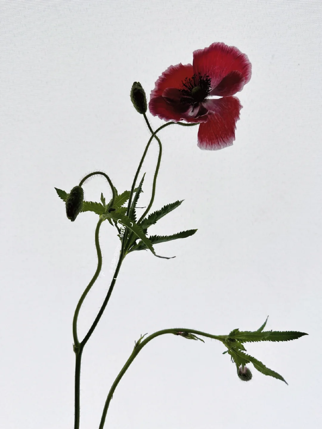 虞美人｜♦️“红线里被软禁的红”♦️