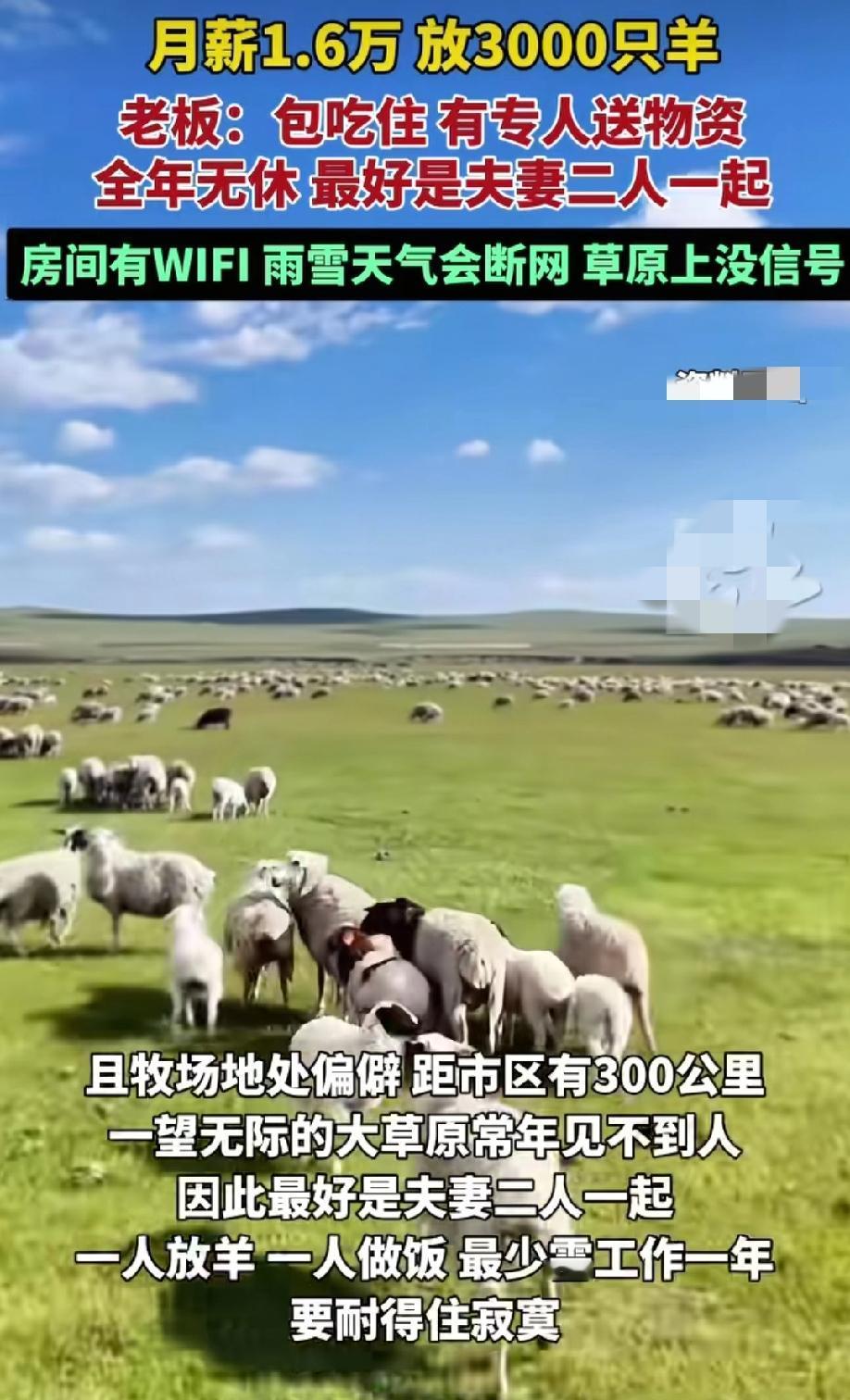 月薪一万六让你去放3000只羊，工作地在内蒙，包吃住，还有专人运送物资，这样的工