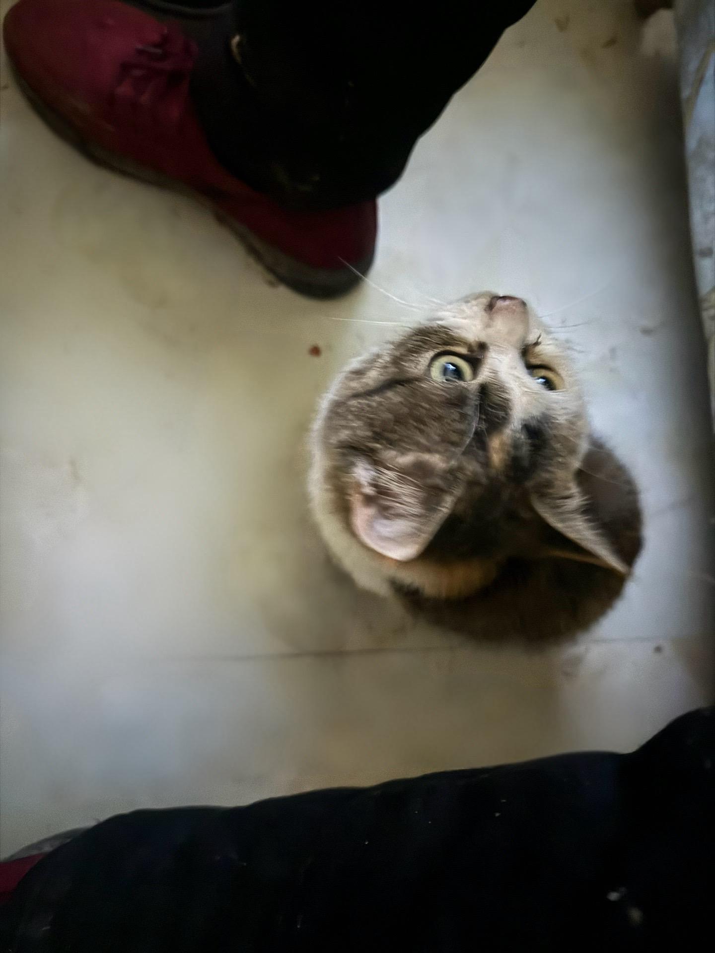 我的猫像我，我像我的猫