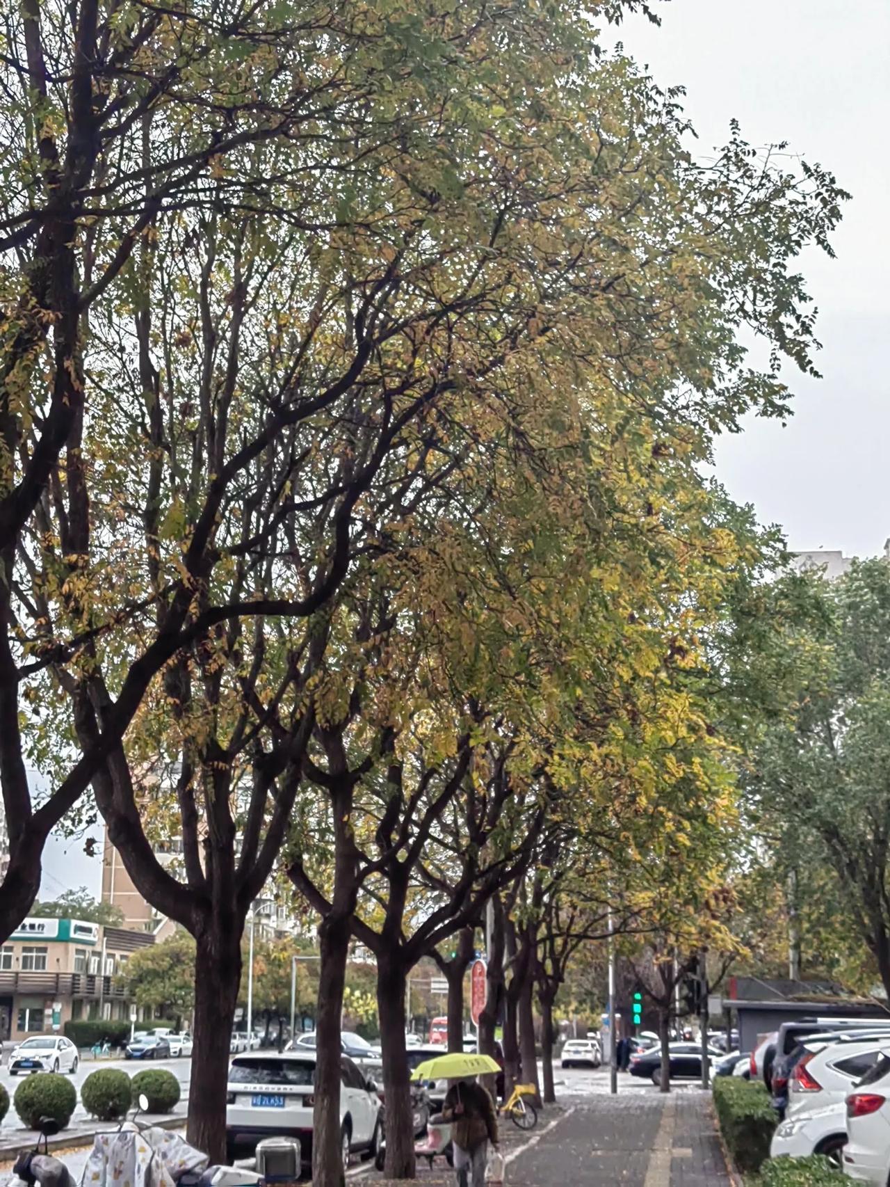 一场秋雨一场寒，一场秋雨一地金