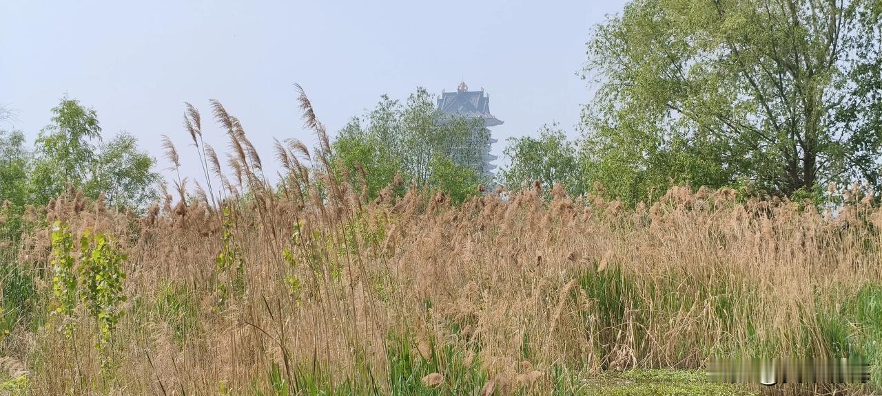 今年春天最想实现的心愿草木有本心