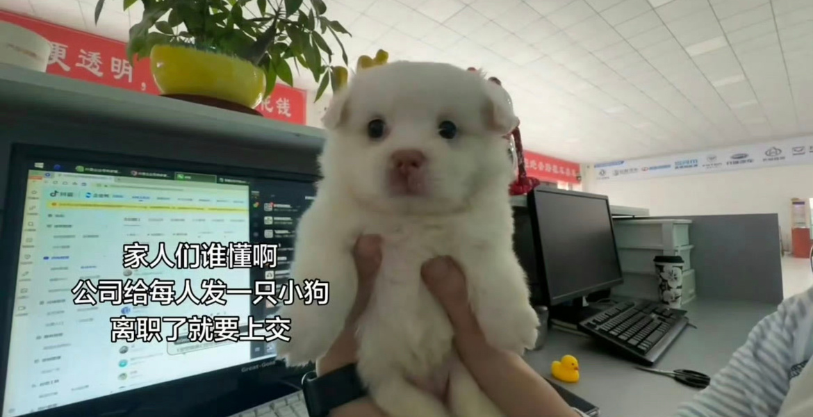 离职要上交公司小狗嗯？什么公司还有这好事？入职当天就发吗？能再说详细点吗？比如，