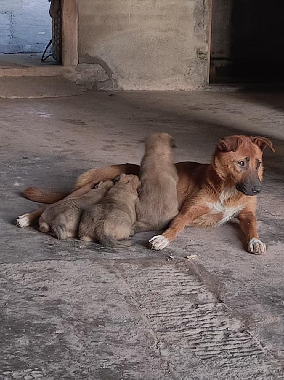 狗狗们……（虽然应该概率不大，不过要是有人领养就好了ip是四川内江） 