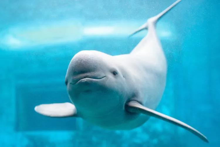 长江江豚保护升级：八部门联手开启十年拯救计划
 
从2026年1月1日起，《长江